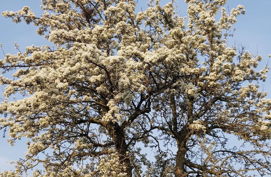 Bloesemboom in volle bloei, symbool voor groei en veerkracht